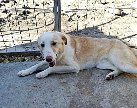 Tilly, verspielt und lieb
