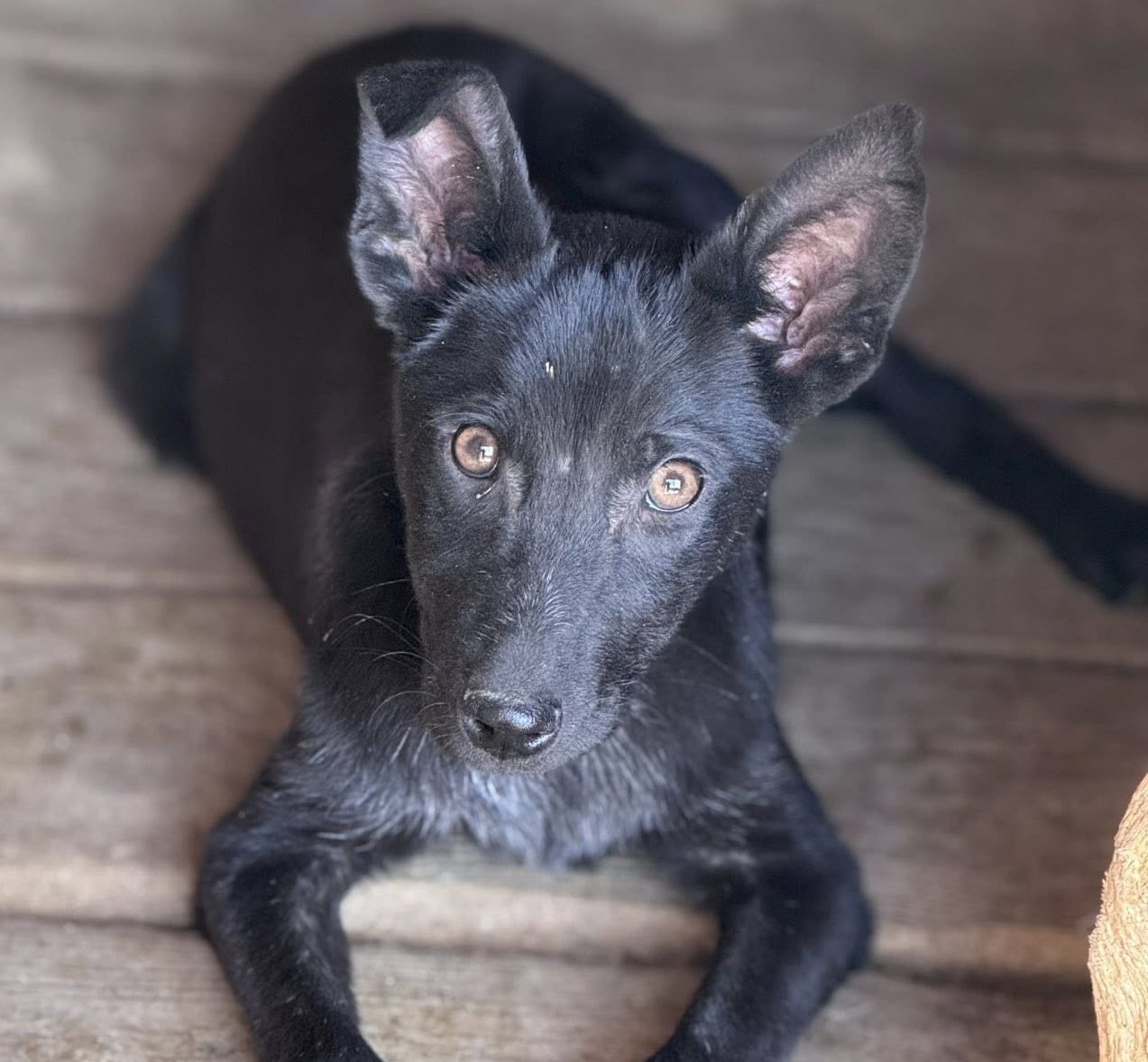 Oreo