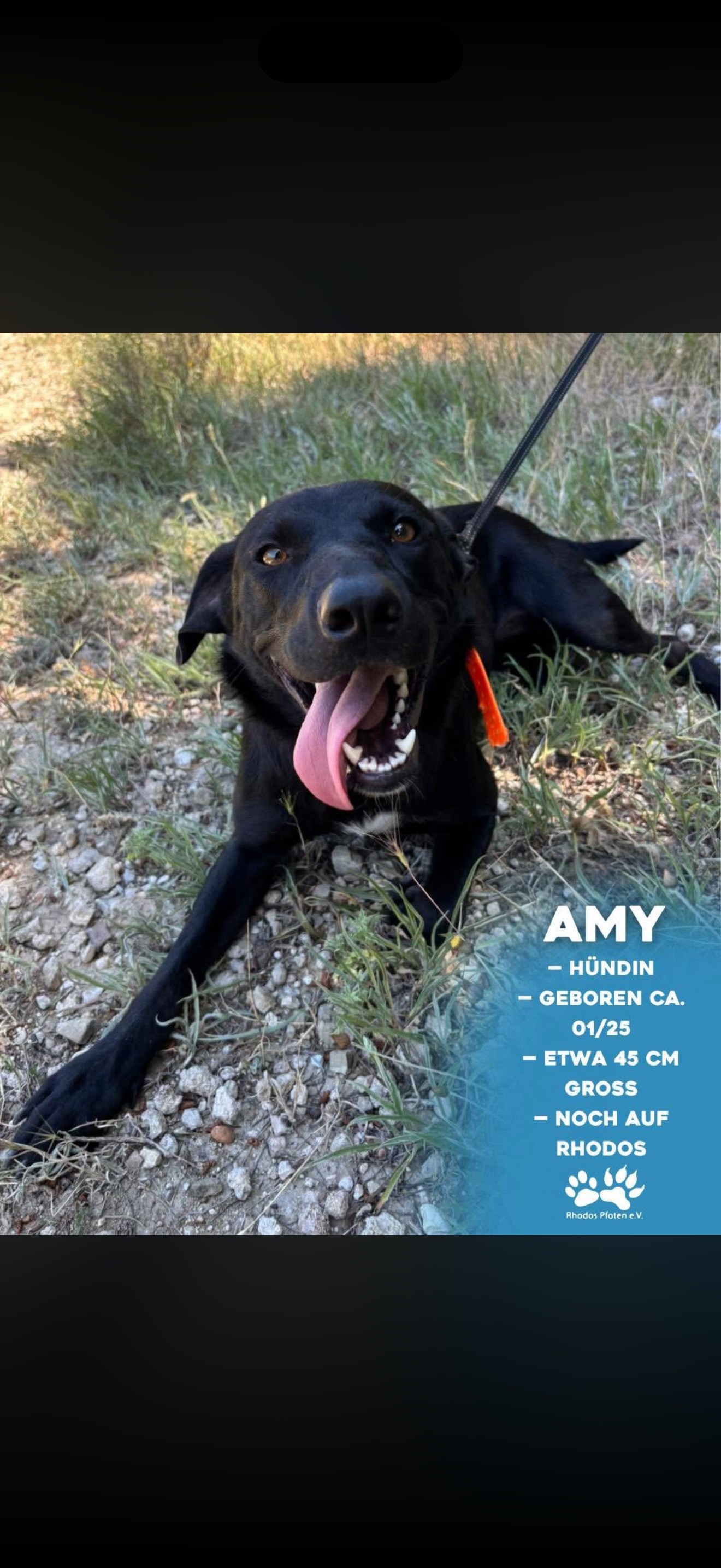 Amy