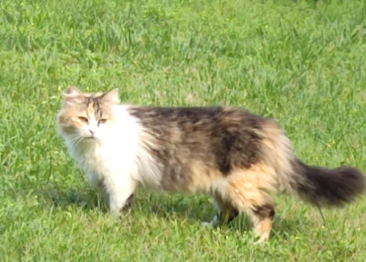 Lady