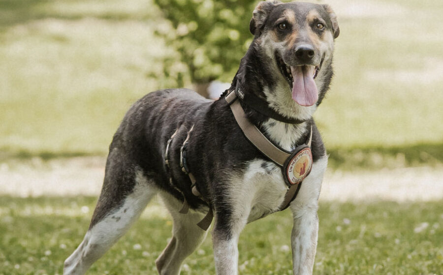 Aleksi
