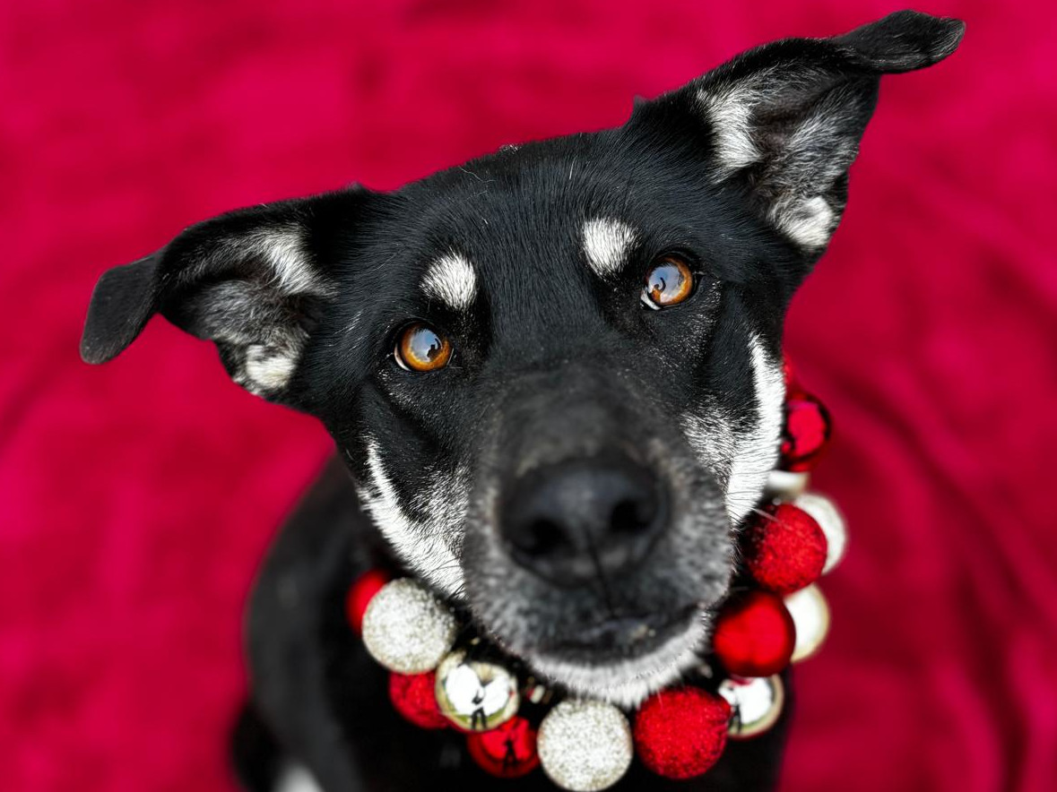 BELLA