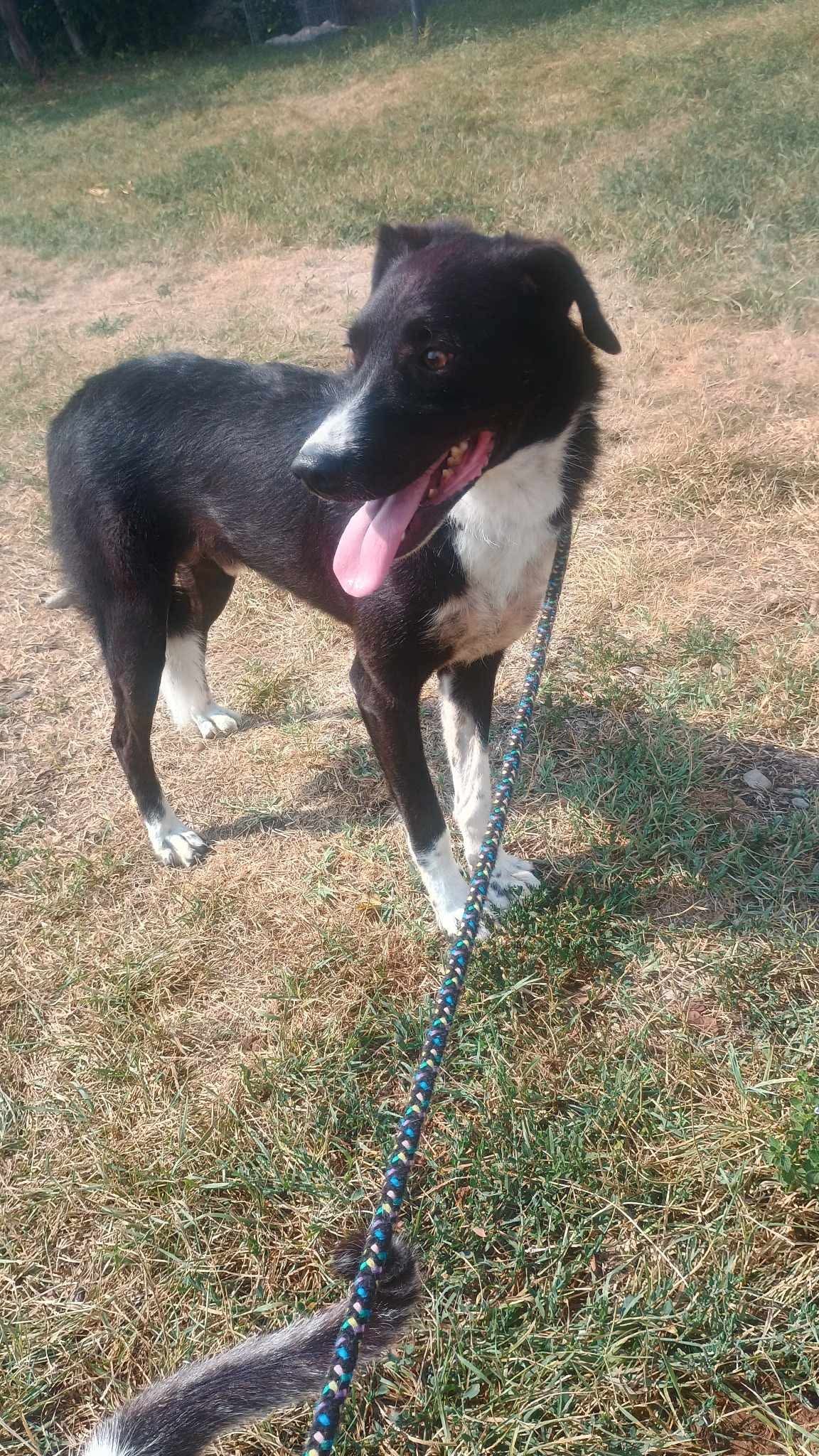 Merlin