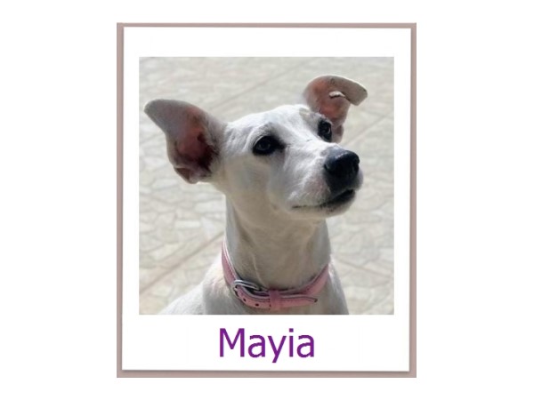 Mayia