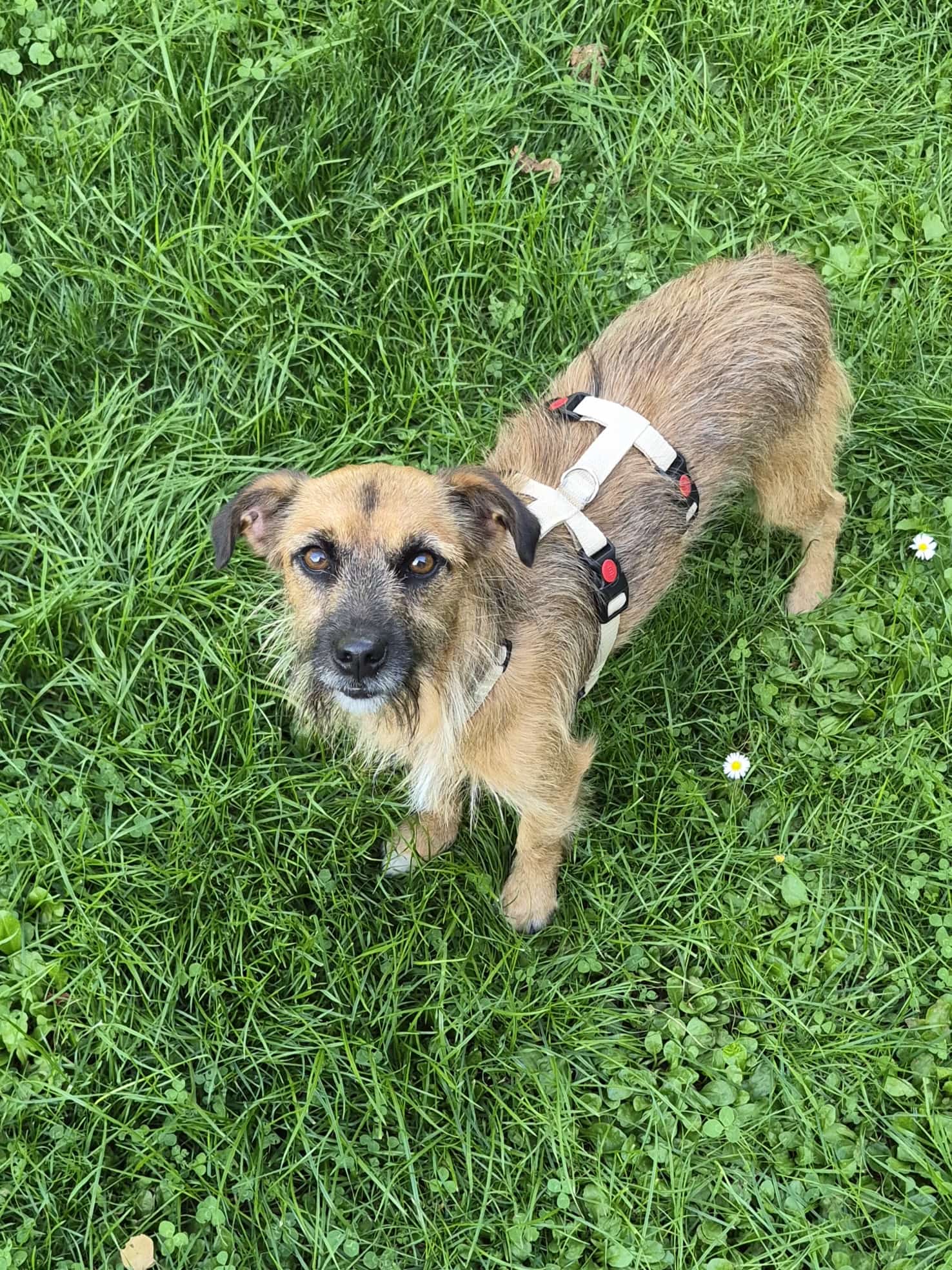 Merlin auf Pflegestelle