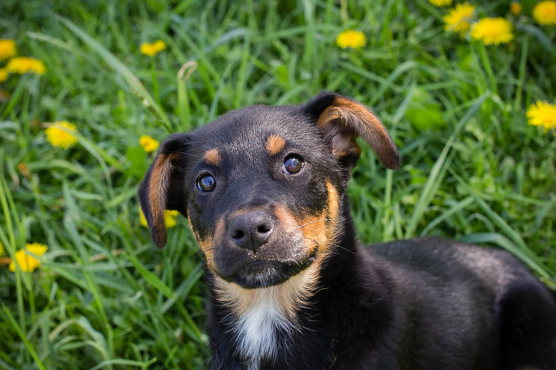 Remo