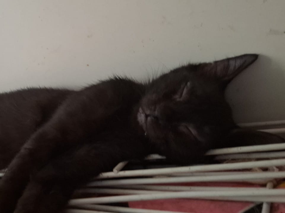Bulma 🐾🐈‍⬛