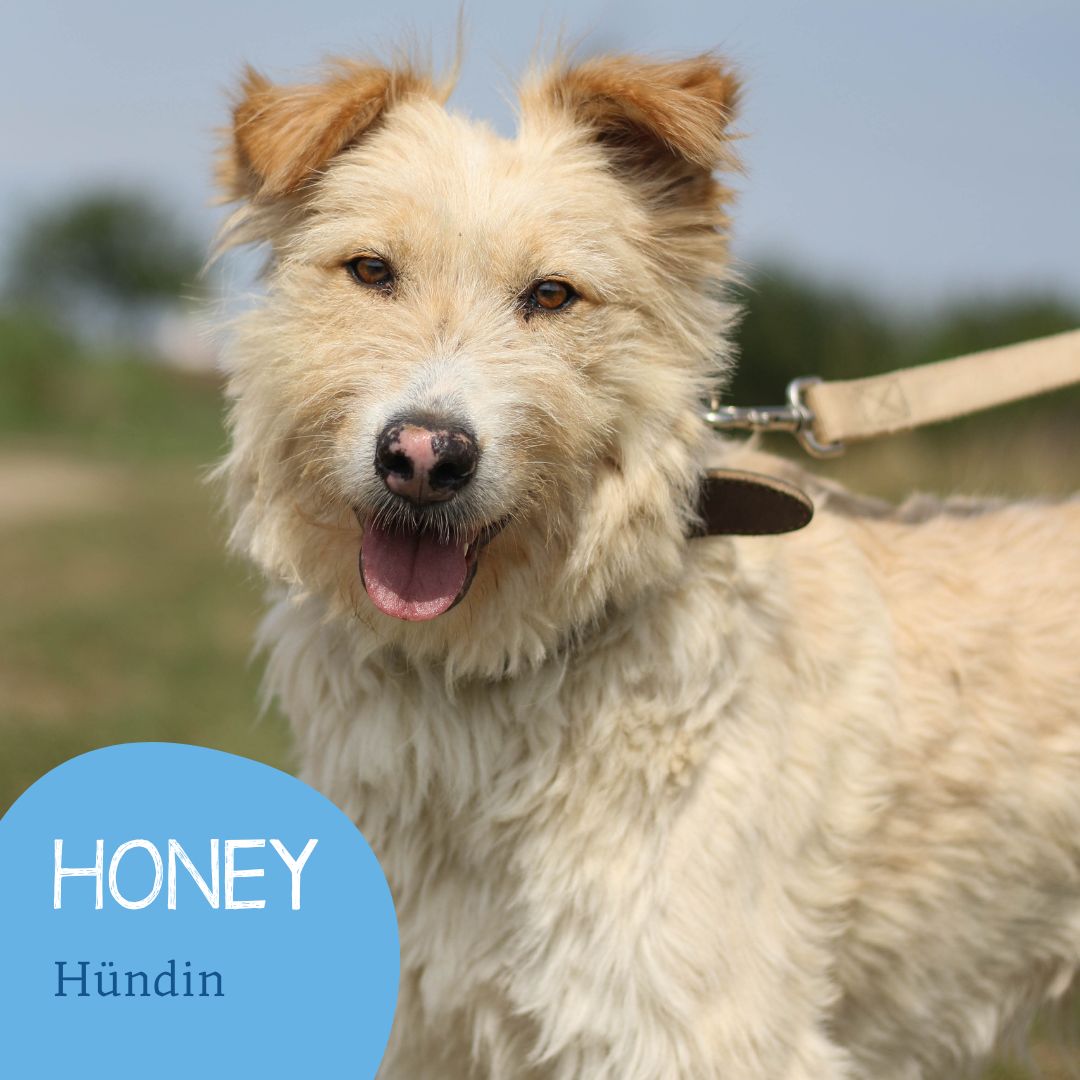Honey