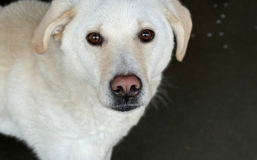 Snowie