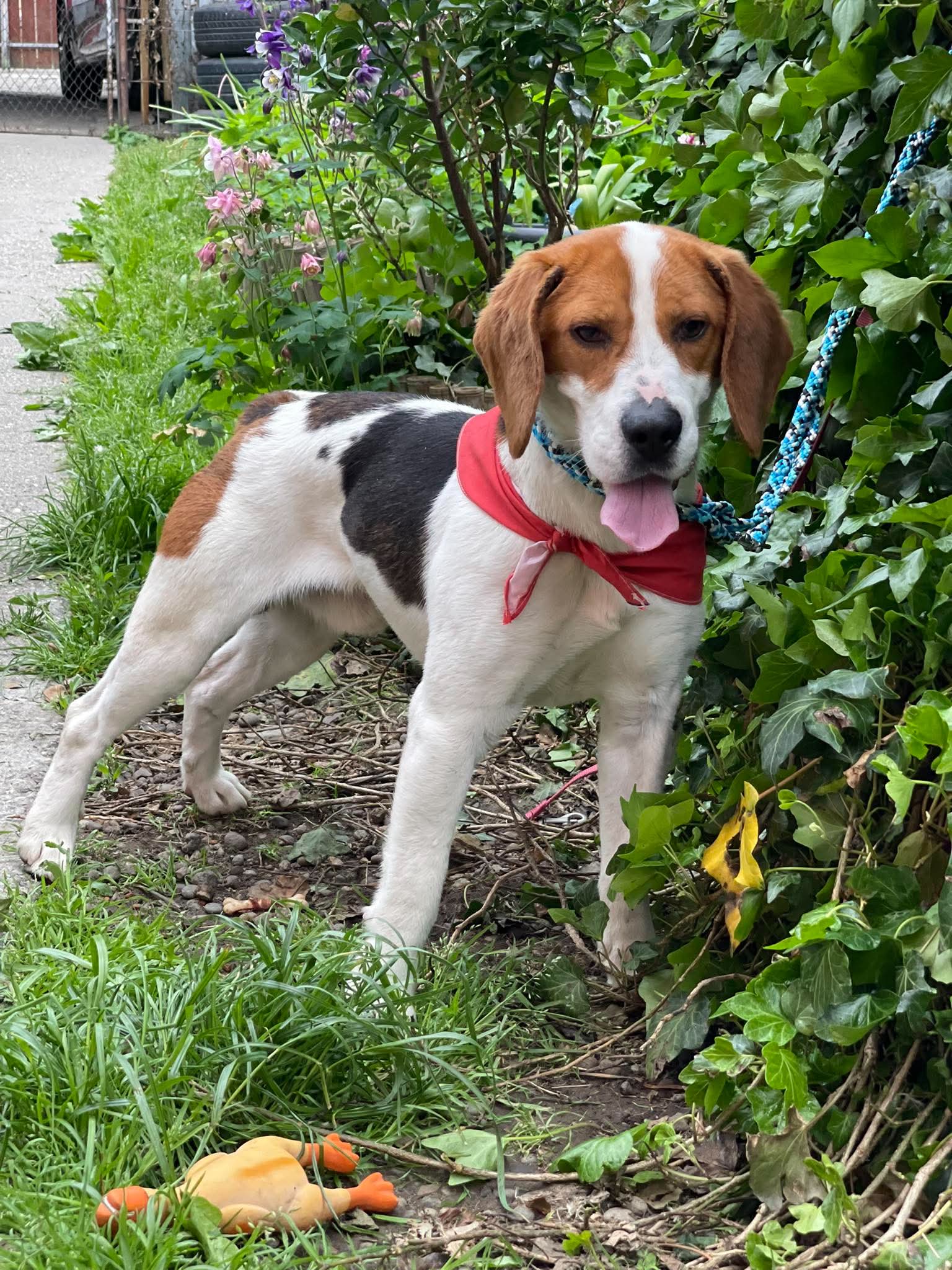 SNOOPY *reserviert*