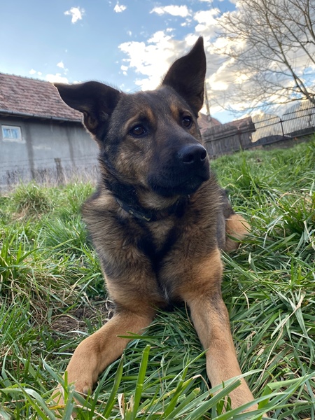 Rex