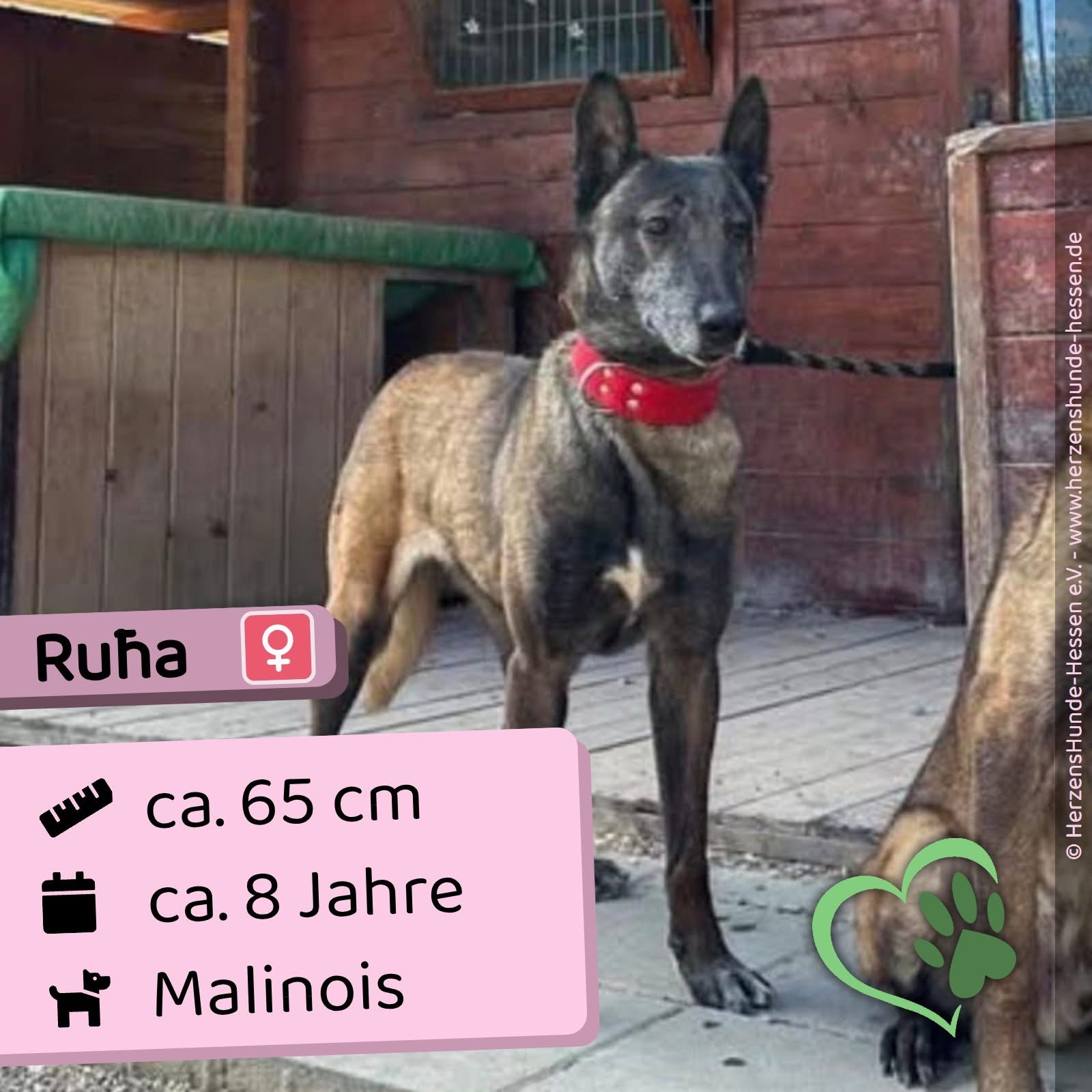 Ruha