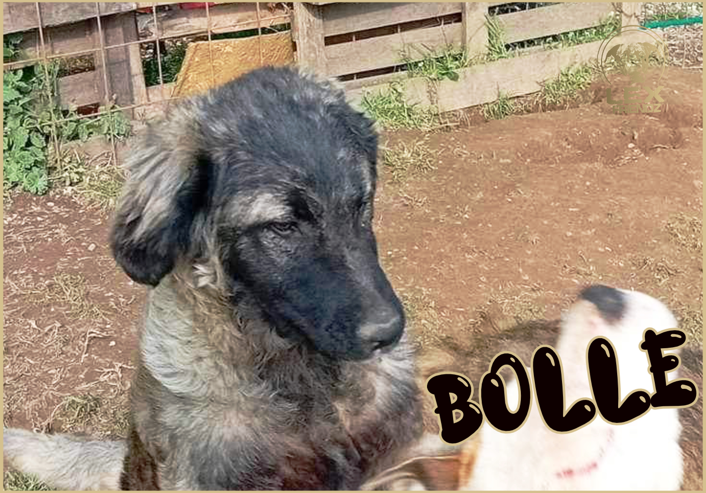 BOLLE