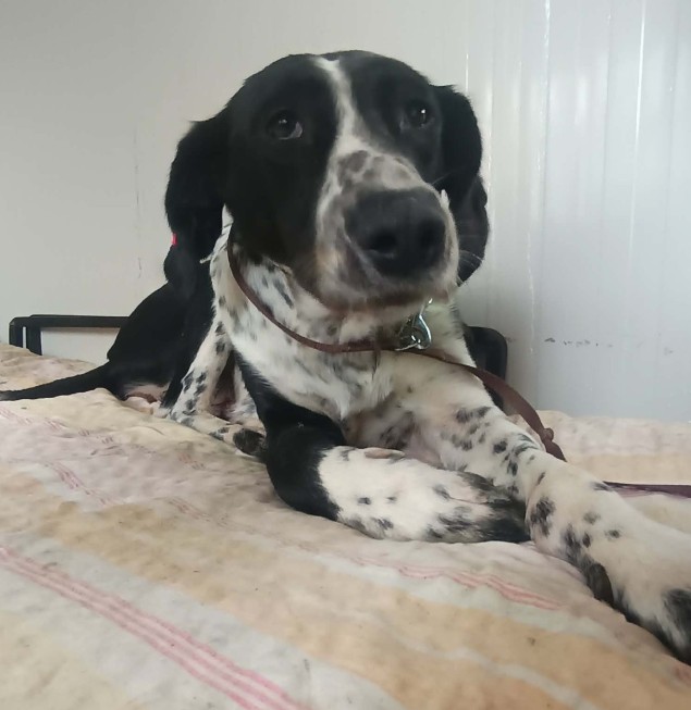 BELLA
