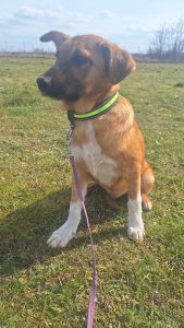 Paco - aufgeweckter Abenteurer