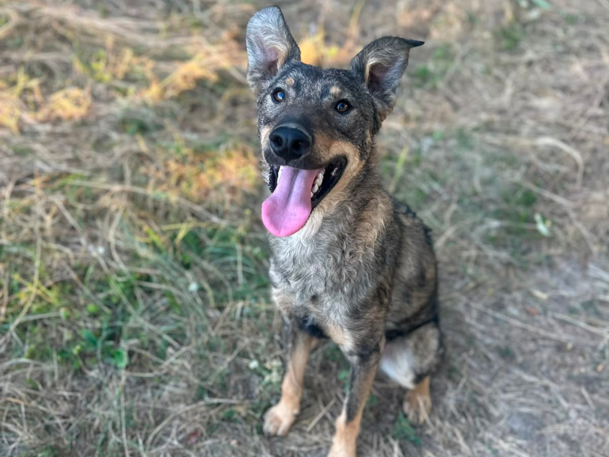 ❤️Wunderschöner junger Wolf❤️