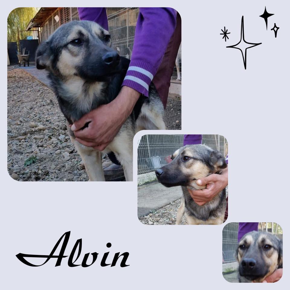 Alvin