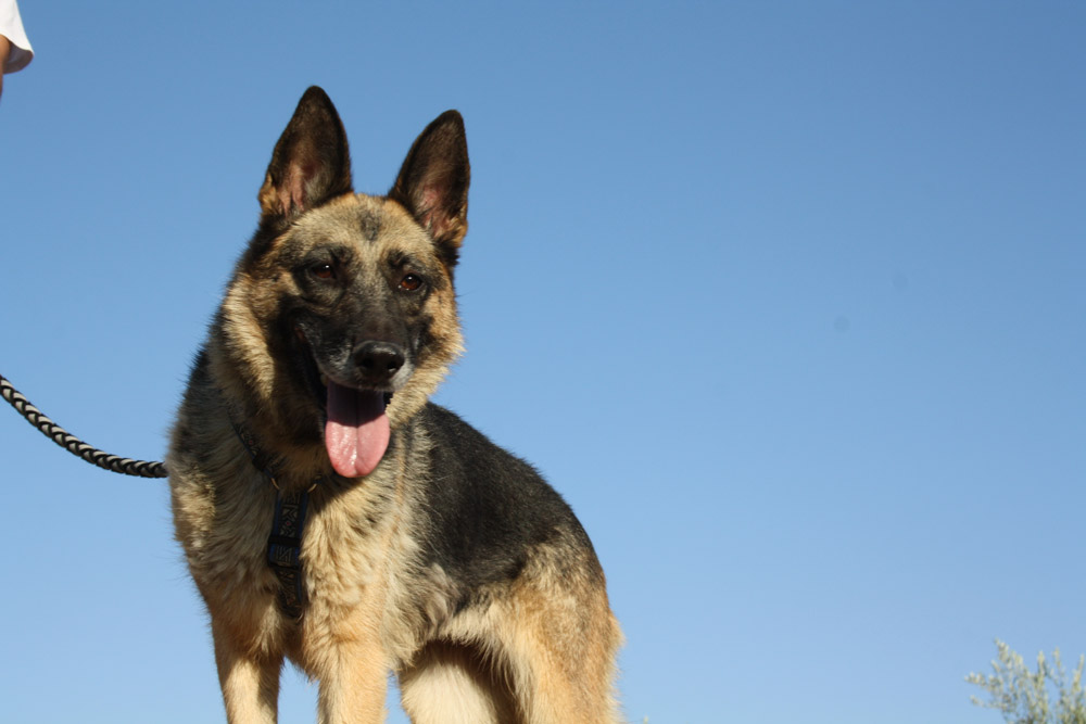 JARA