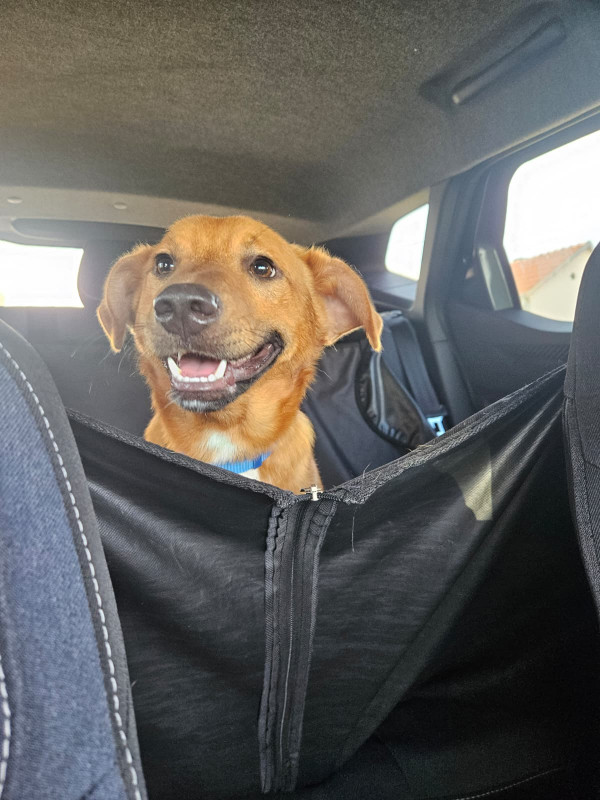 neugieriger Dobby