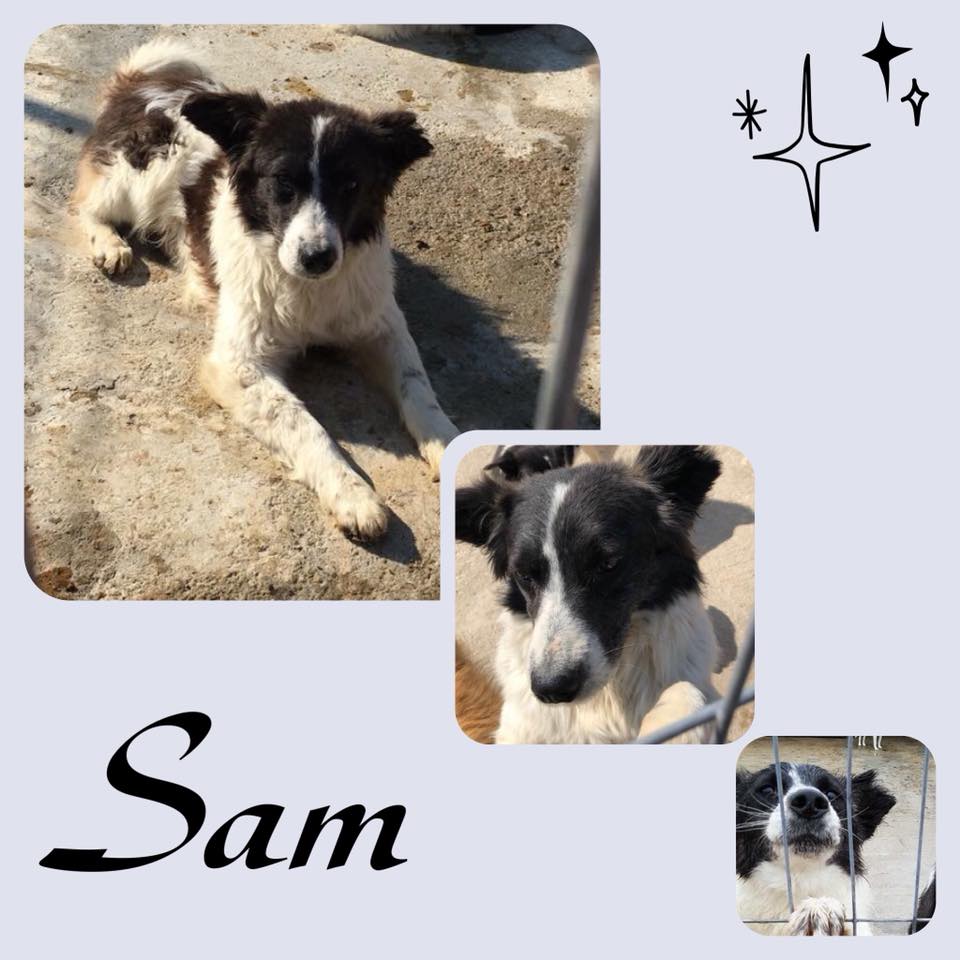 Sam