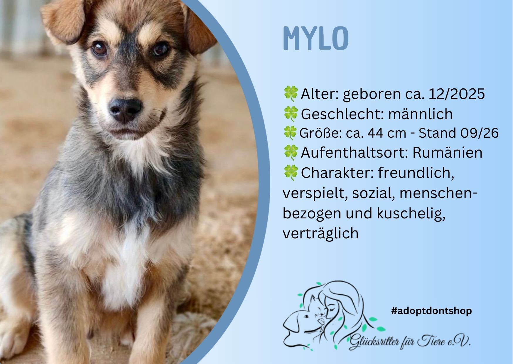 💛Traumhund Mylo 💛