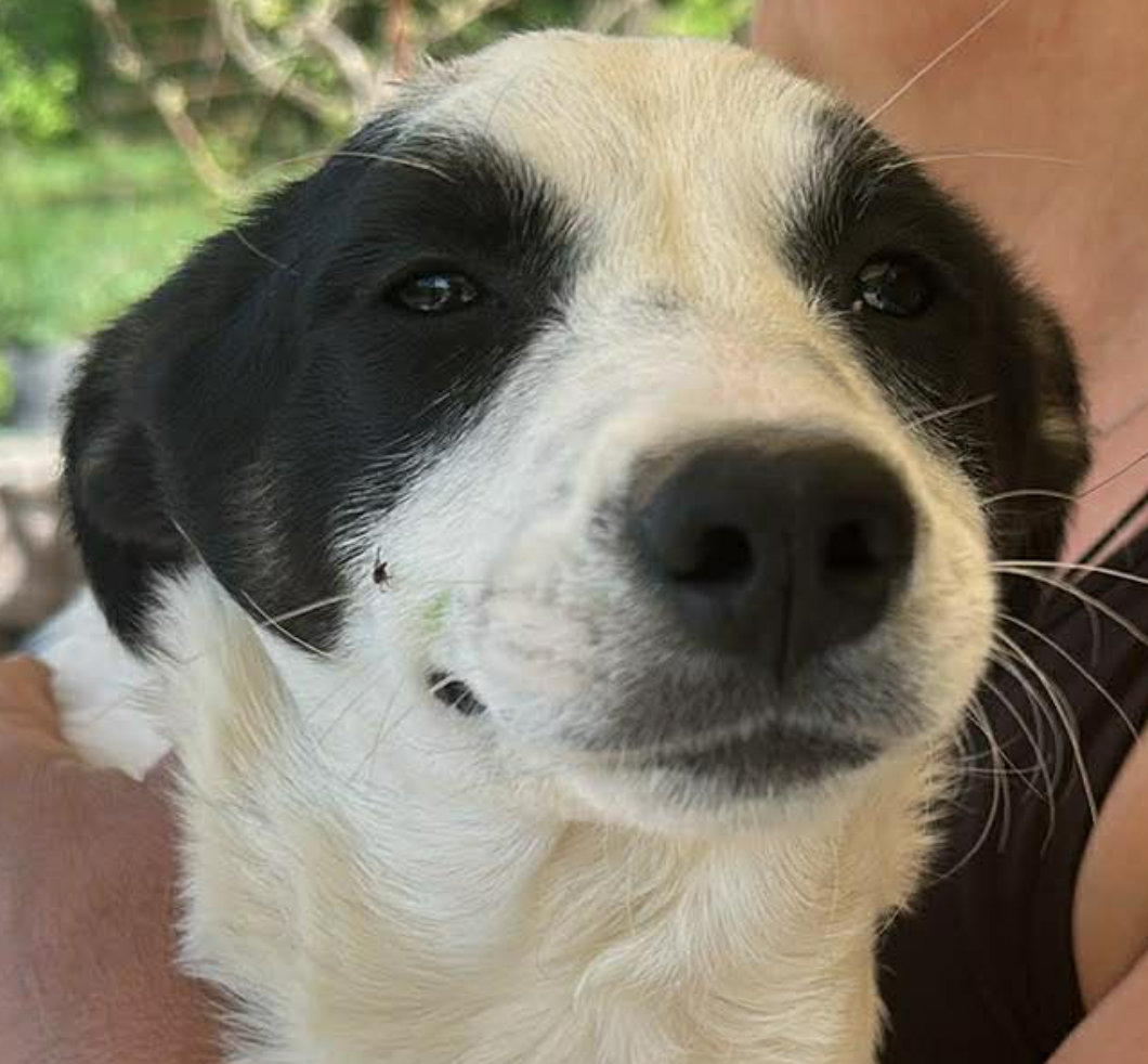 Amelia, suche liebevolle Hände