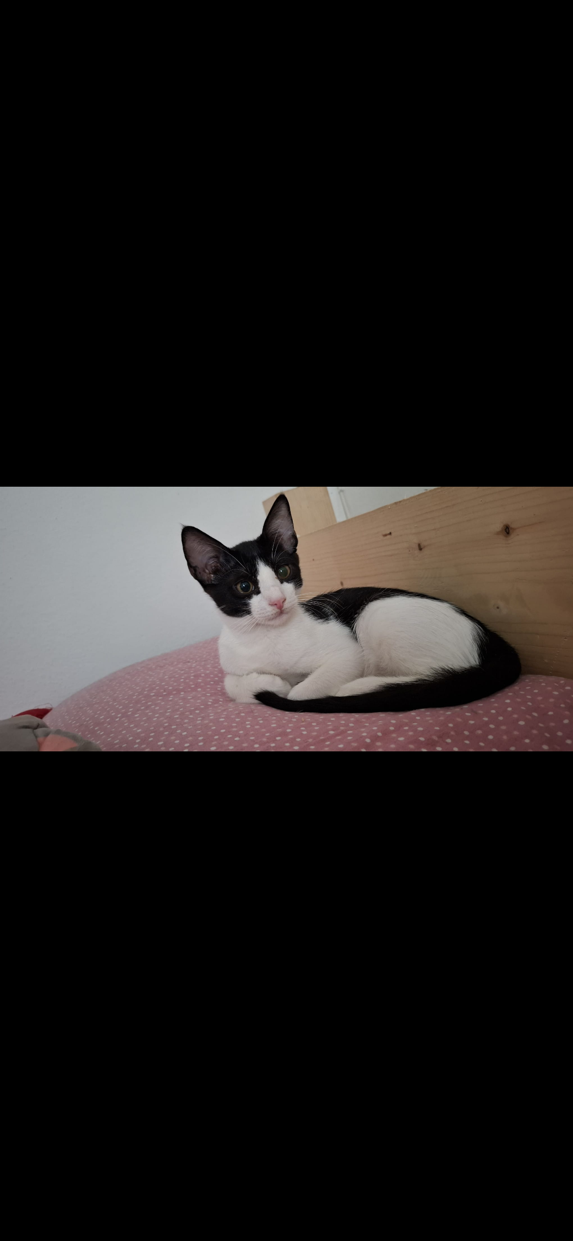 Loki Kitten