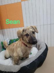 Sean