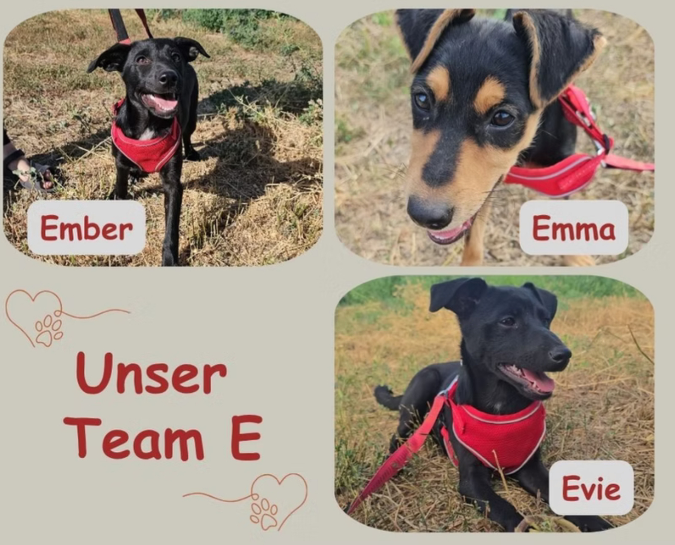 Team E