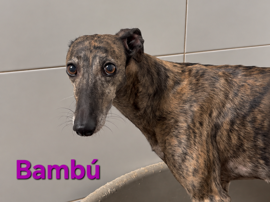 Bambu