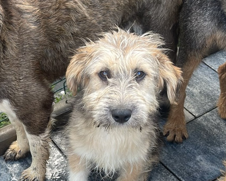 Casimir💕wartet auf dich!