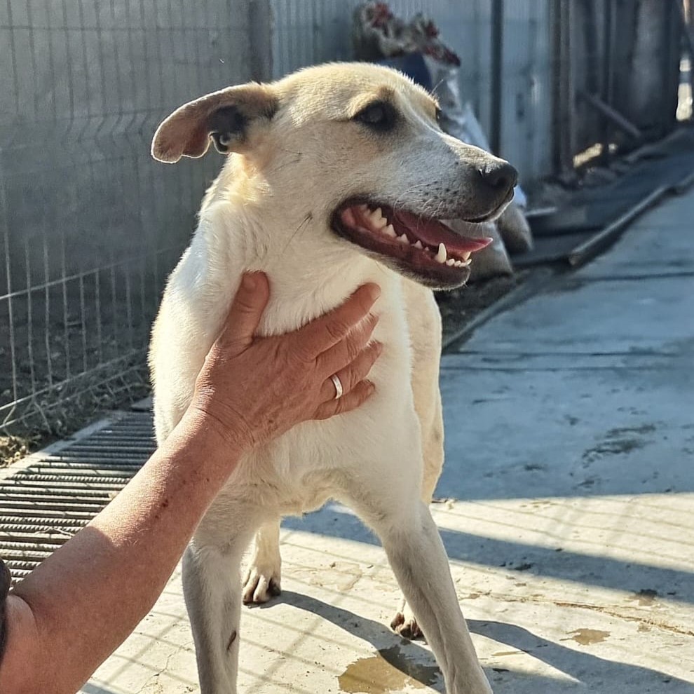 Dalia 🐾
