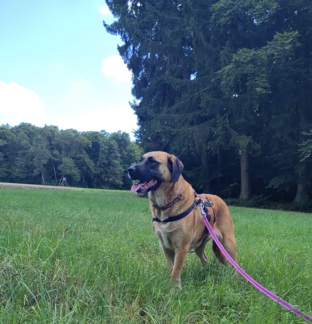 Lilly