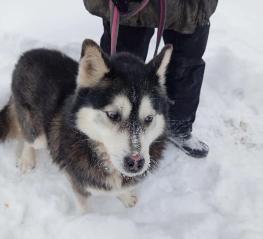 Gwyn - freundlicher Huskymix