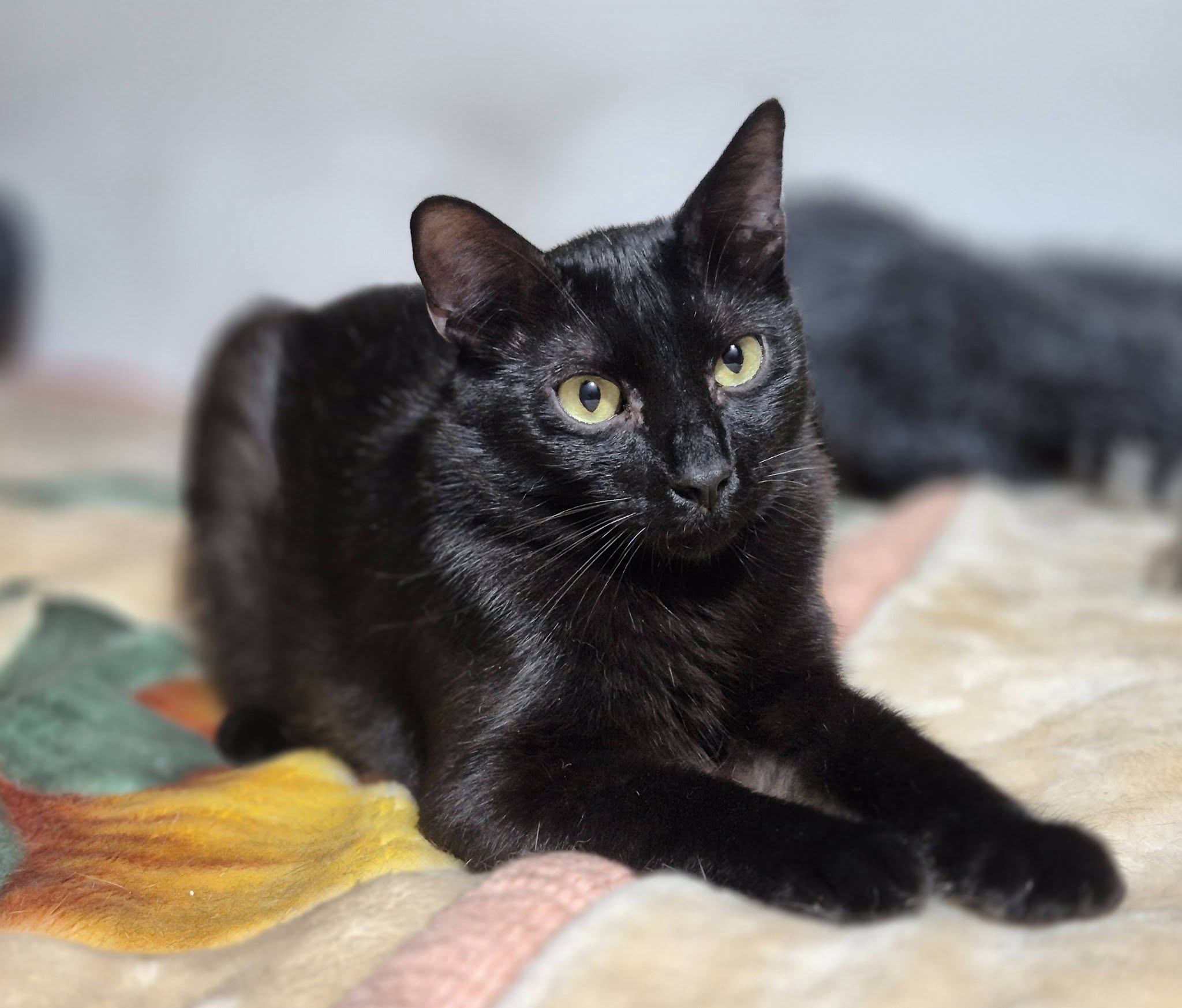 Kater 222833