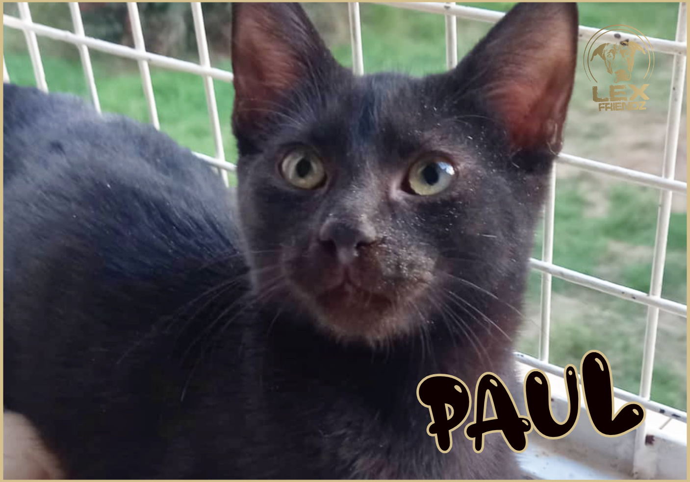 PAUL