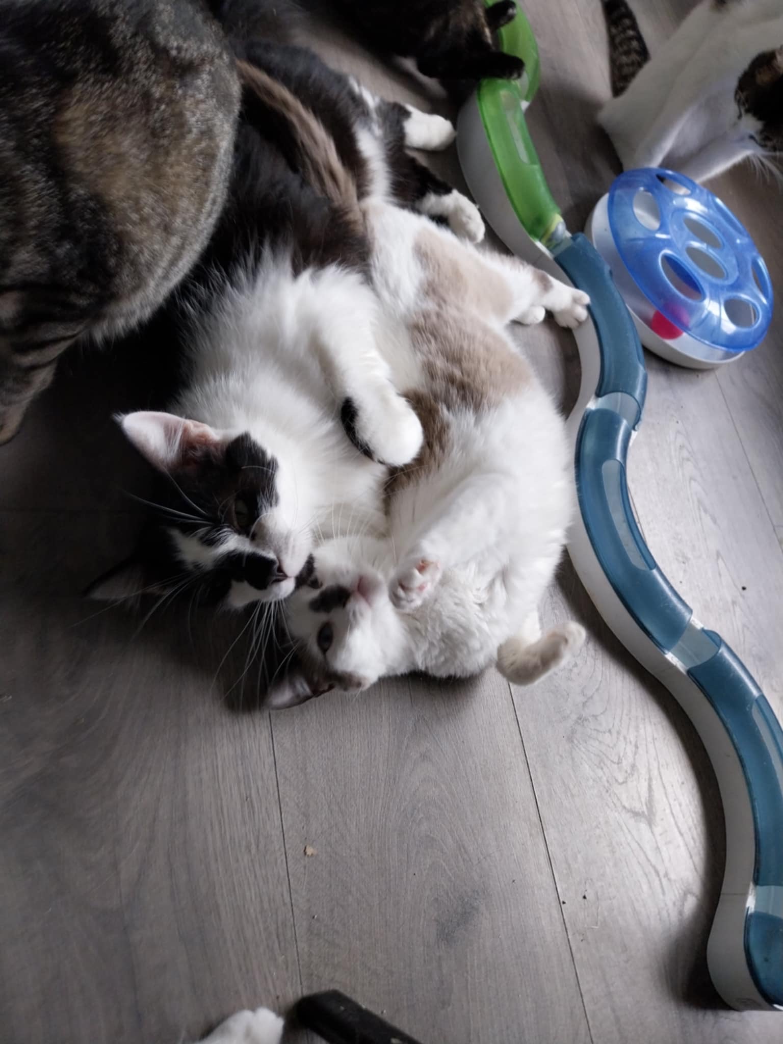 Sadie&Jo 🐾🐈