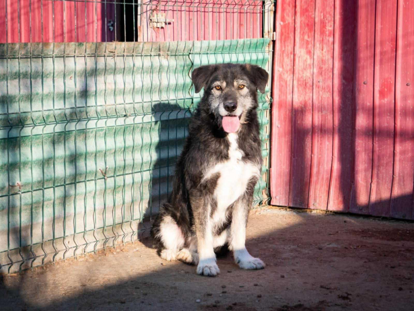 Boomer - freundlicher Schatz