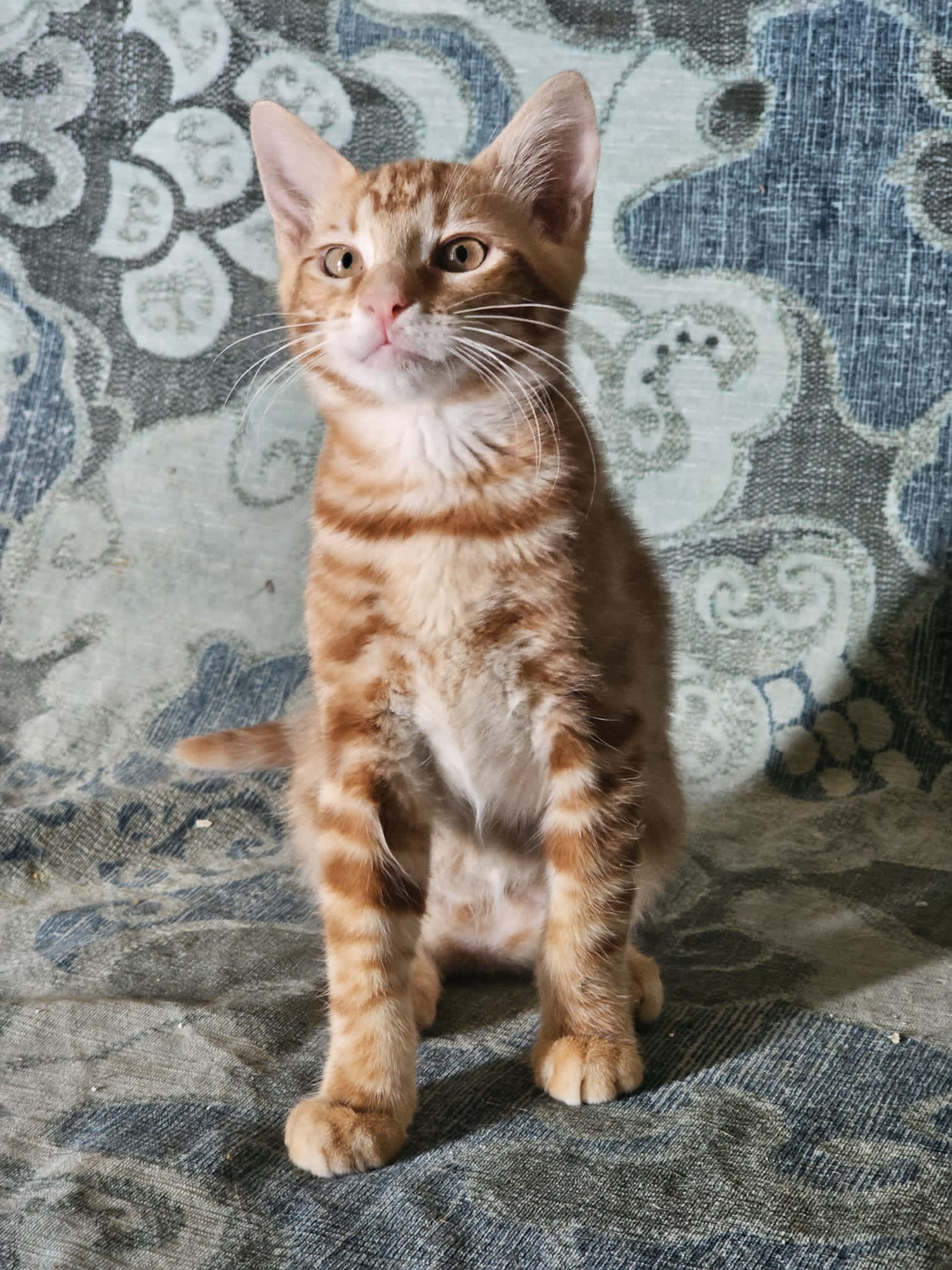Lee