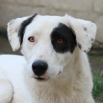 Kiba