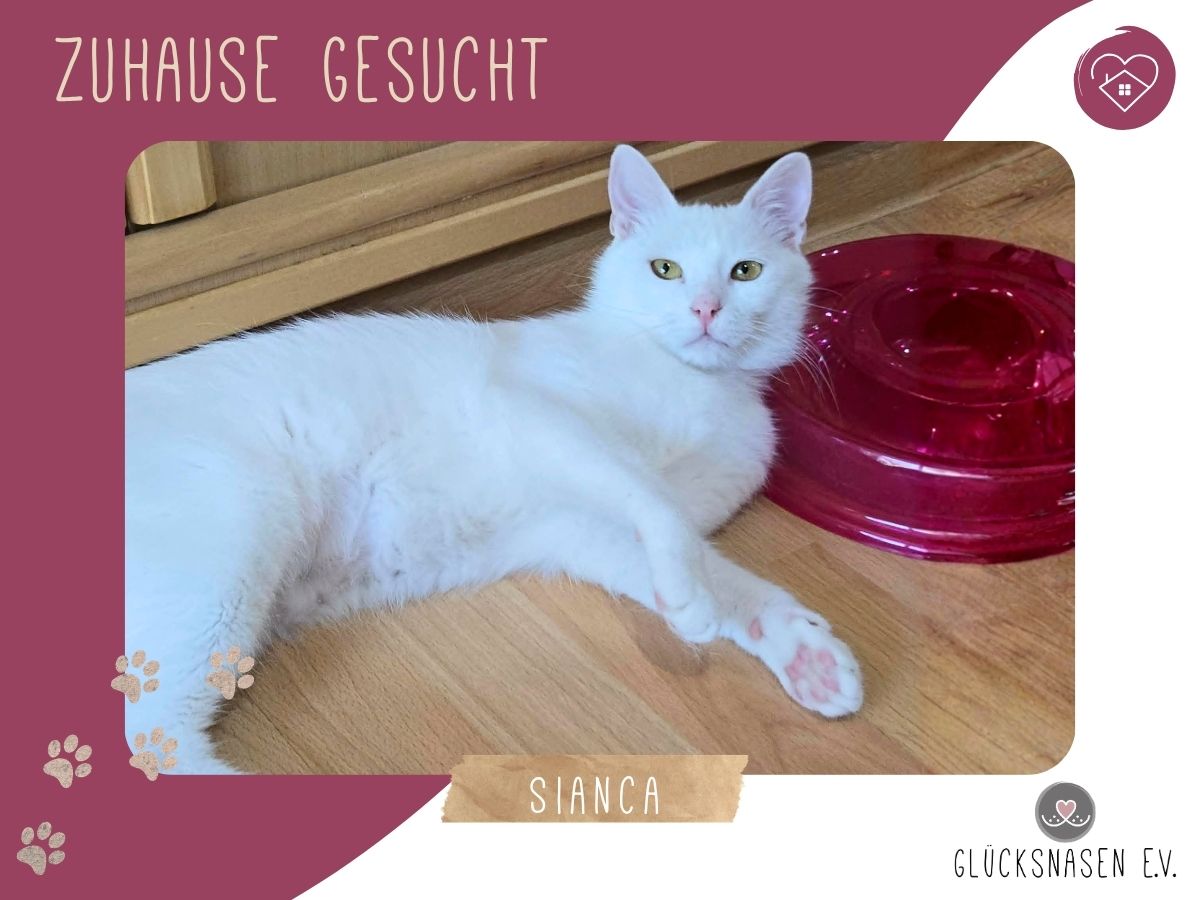 Sianca mag Menschen sehr
