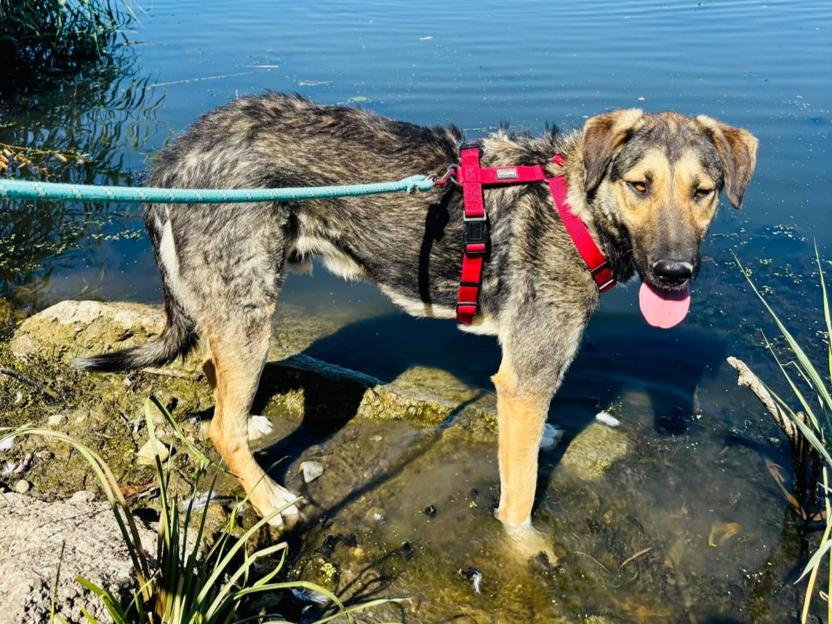 🆘🐶Sanfter Pechvogel Thor🐶🆘
