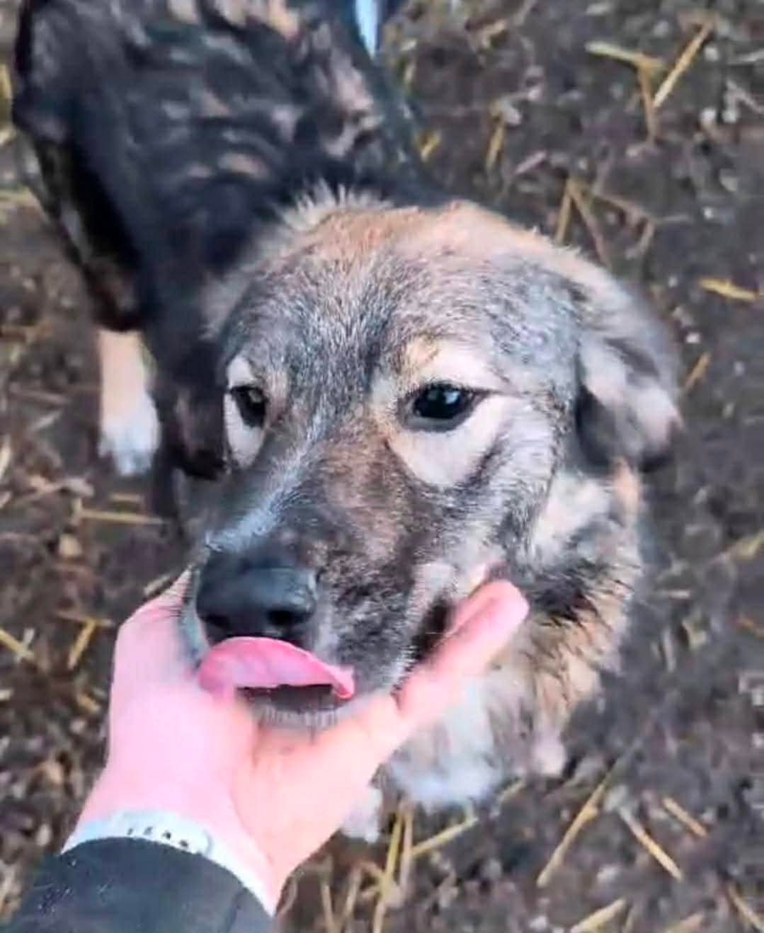 Nala