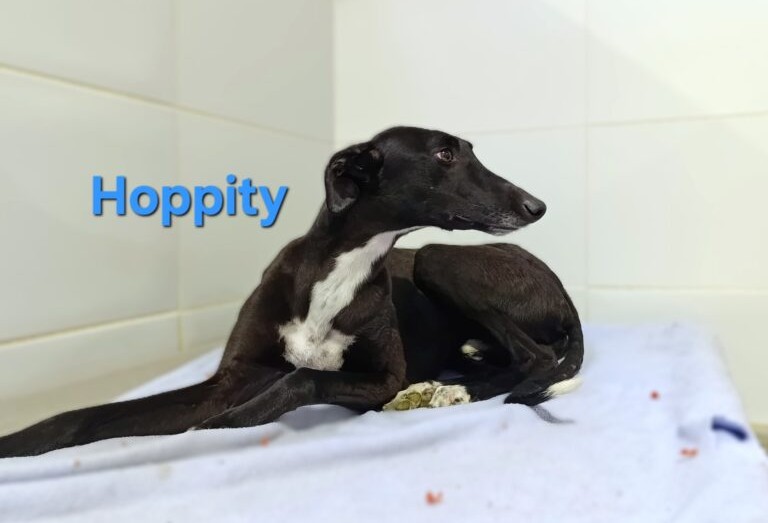 Hoppity