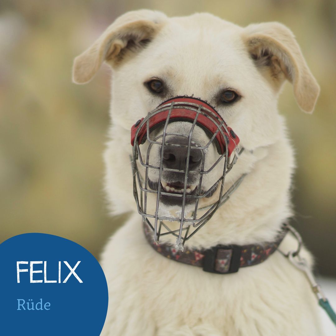 Felix