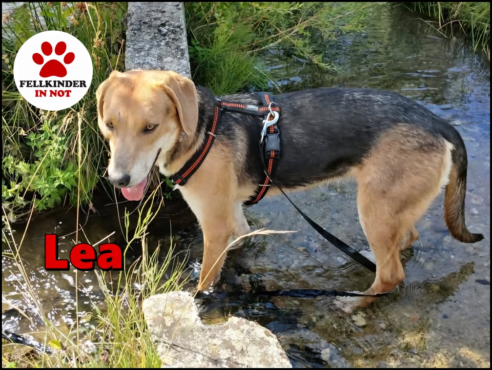 Lea