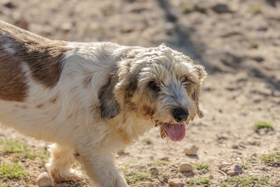 Lassie, im TH in Spanien.