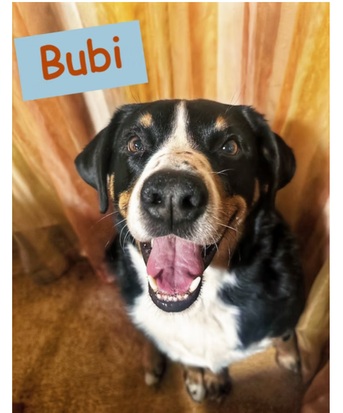 Bubi