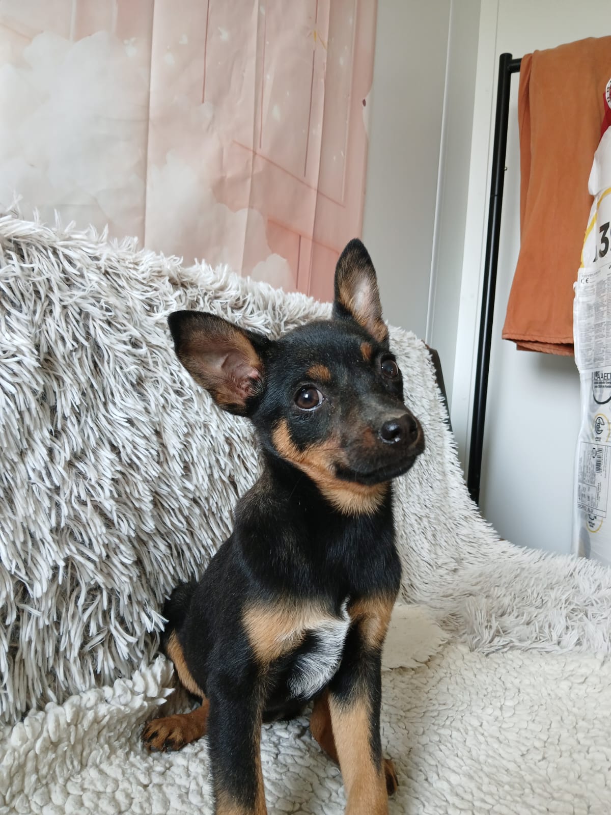 ❤️süßes Welpenmädchen Ivy❤️