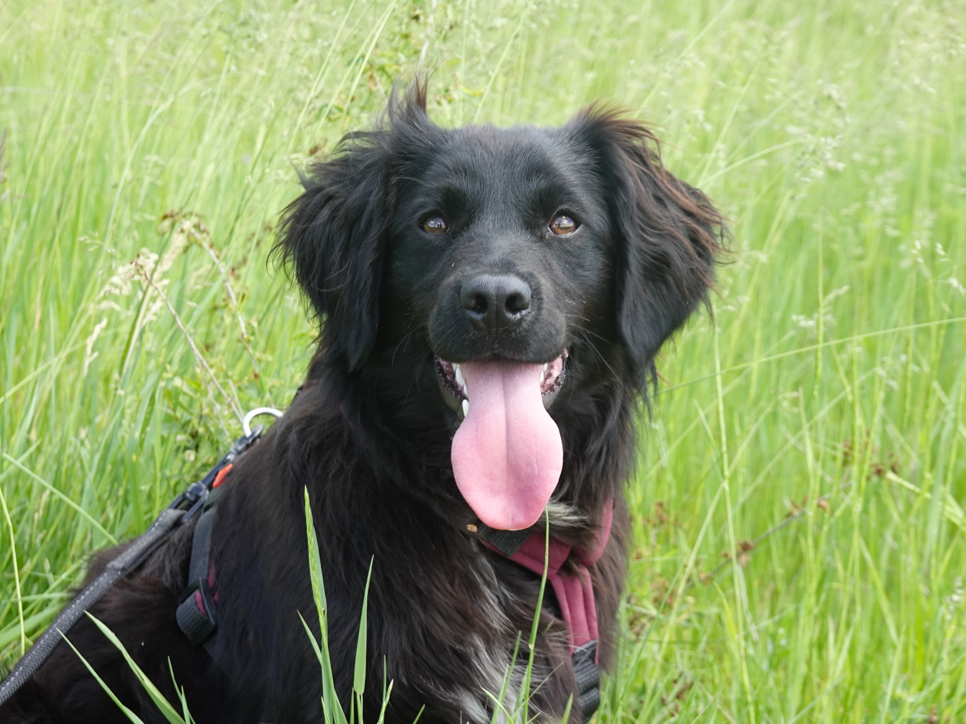 Marley